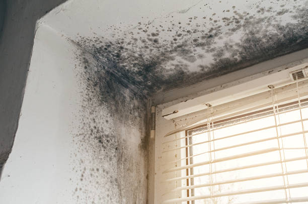 Affordable Mold Inspection And Testing solutions in Nutley, NJ
